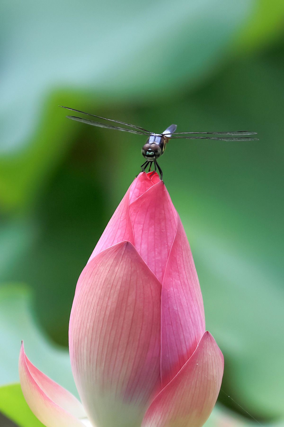 2016荷塘三韵（虫鸟篇）