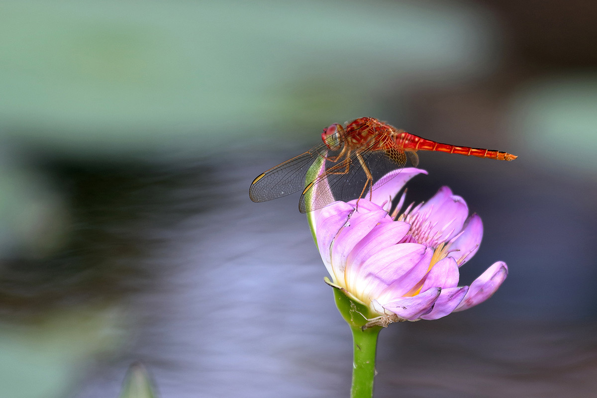 2016荷塘三韵（虫鸟篇）