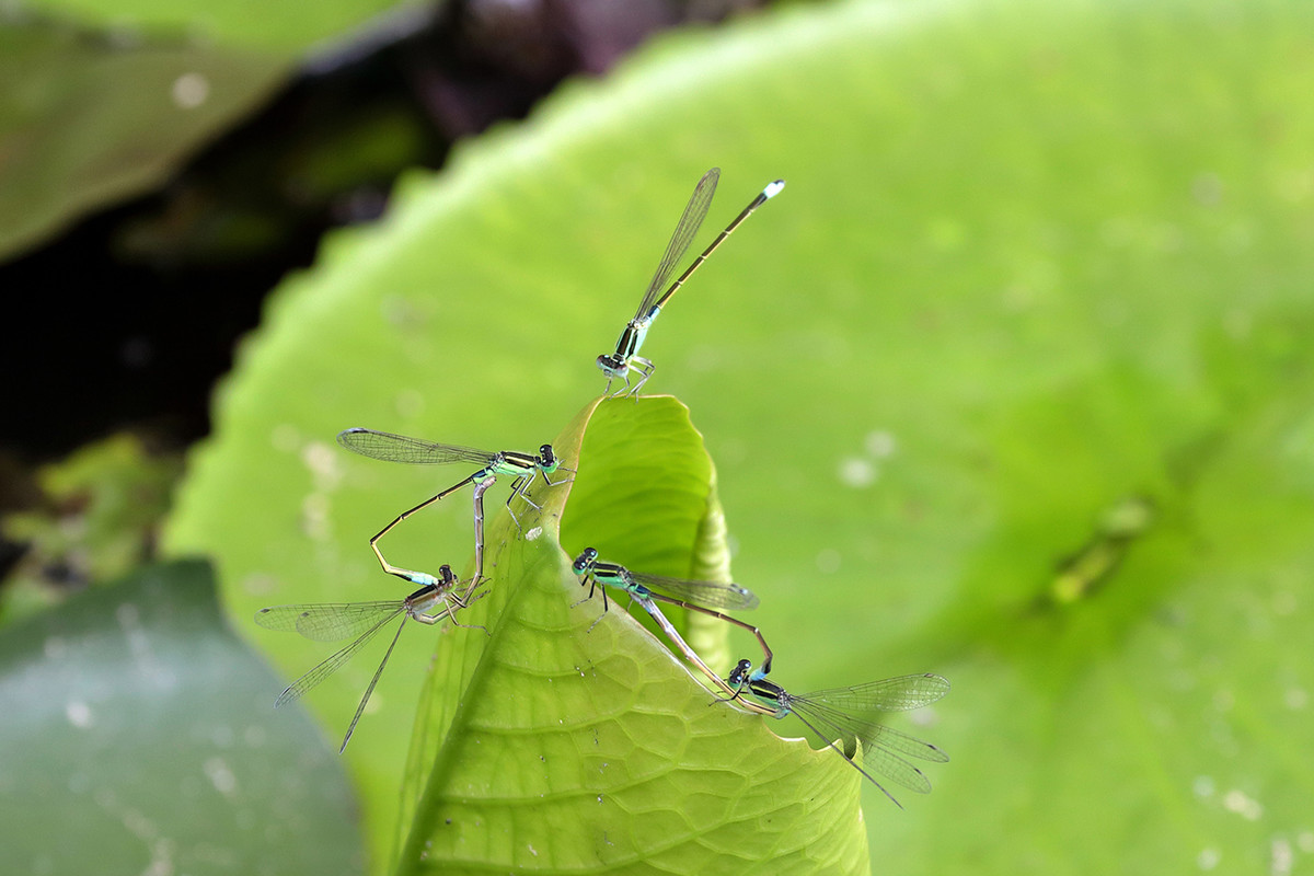 2016荷塘三韵（虫鸟篇）