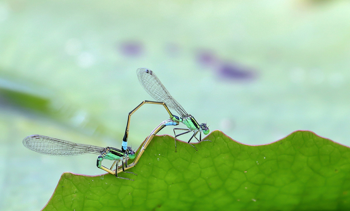 2016荷塘三韵（虫鸟篇）