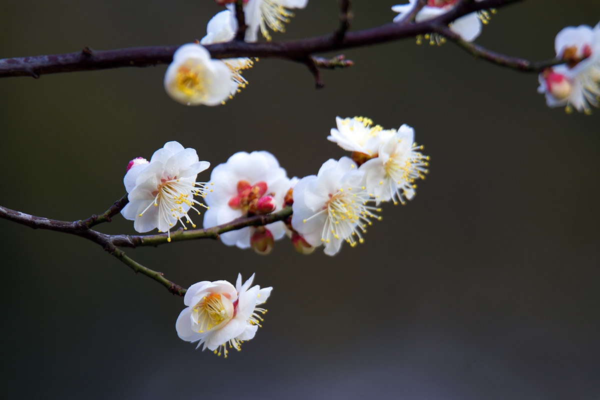 中山公园梅花盛开