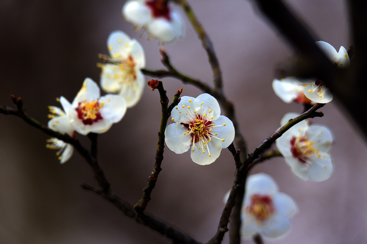 中山公园梅花盛开