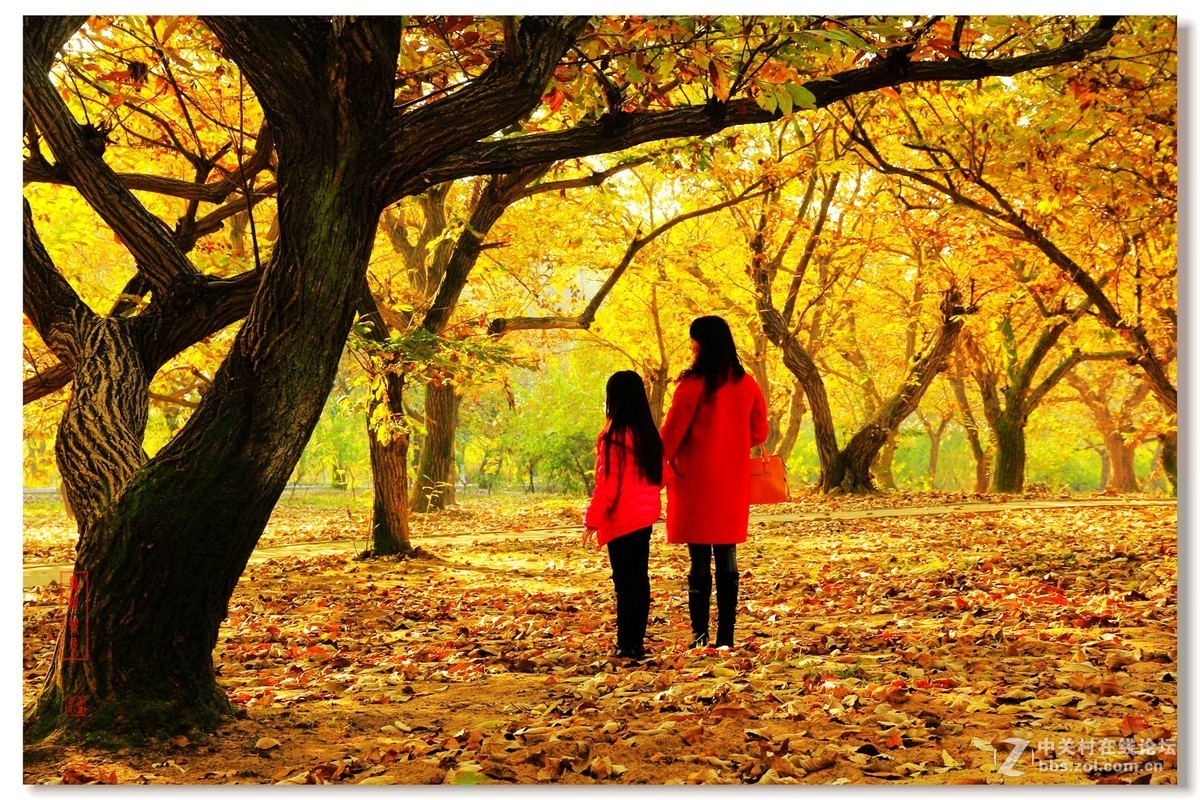 #佳能月赛-一叶知秋#邳州板粟树下母女俩