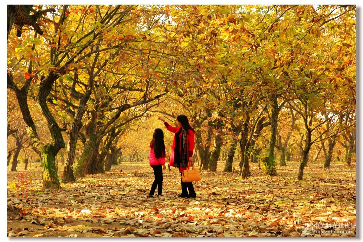#佳能月赛-一叶知秋#邳州板粟树下母女俩