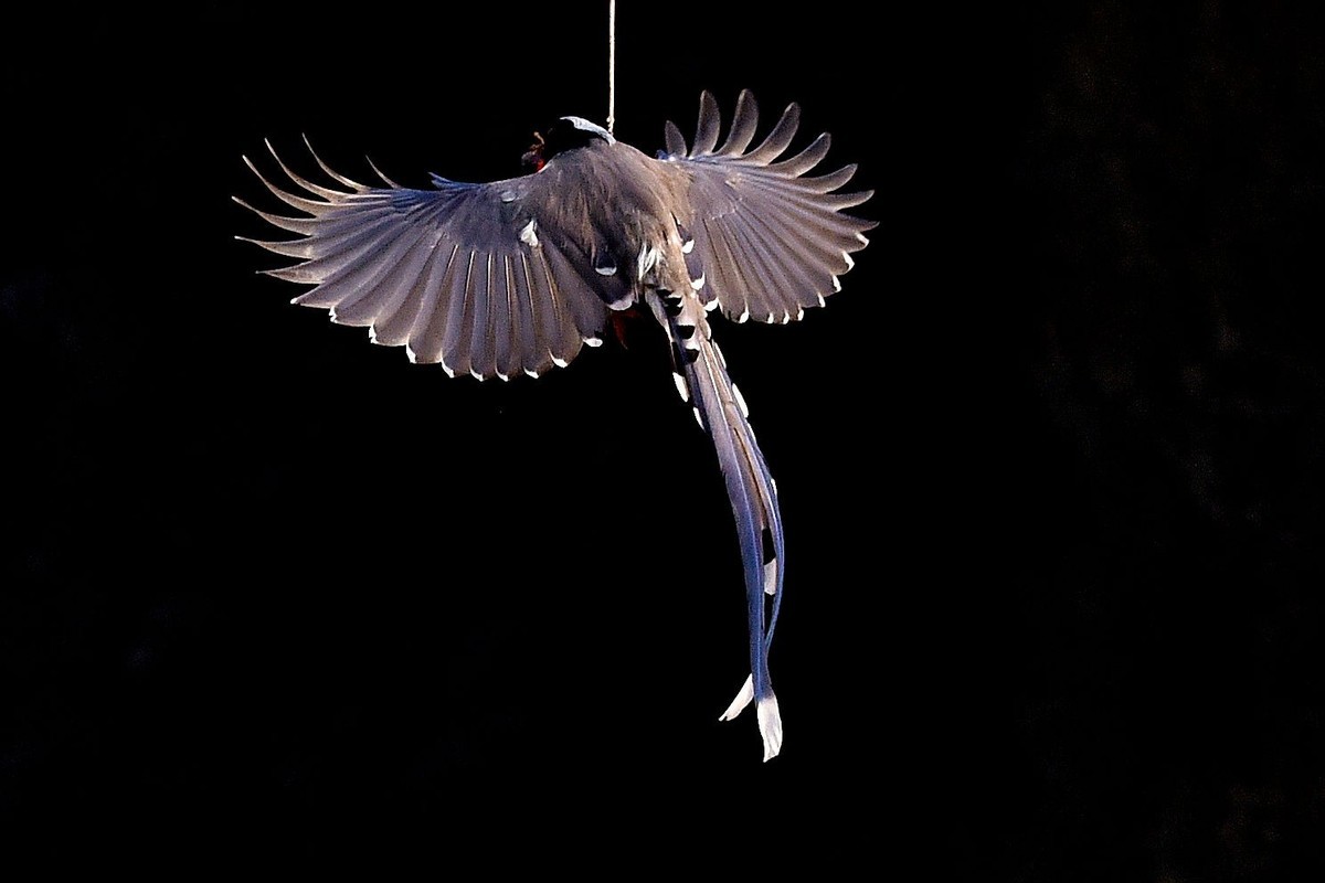 奥森抓拍——红嘴蓝鹊