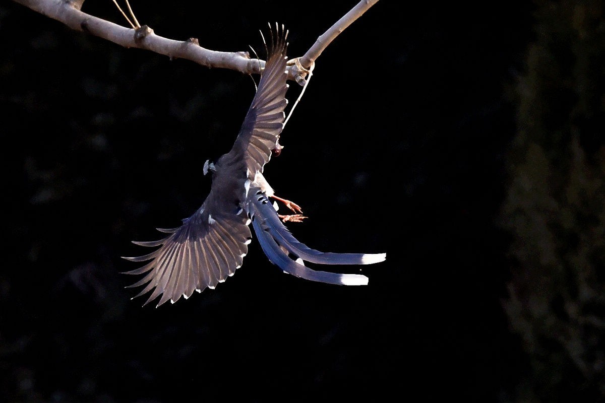 奥森抓拍——红嘴蓝鹊