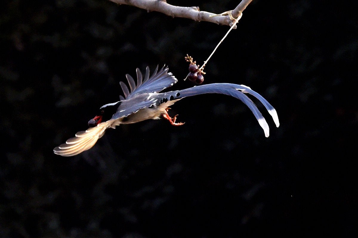 奥森抓拍——红嘴蓝鹊