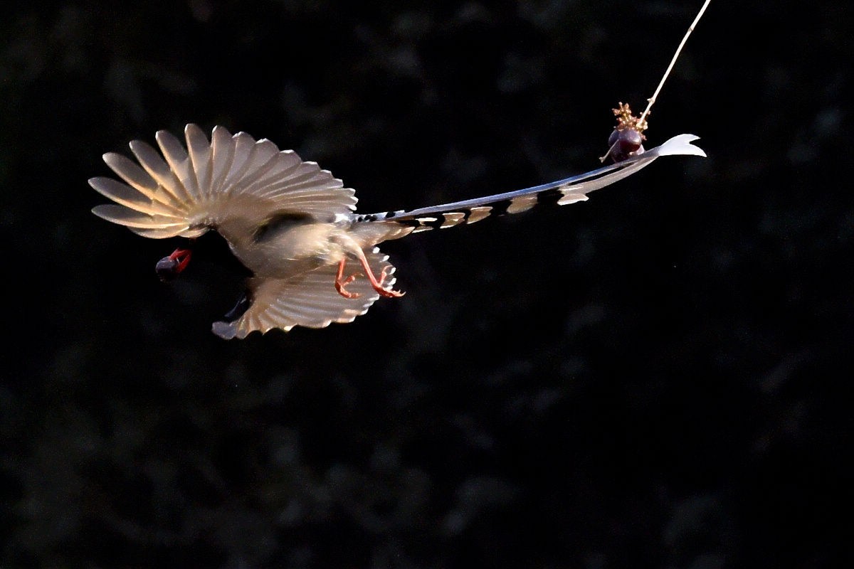 奥森抓拍——红嘴蓝鹊