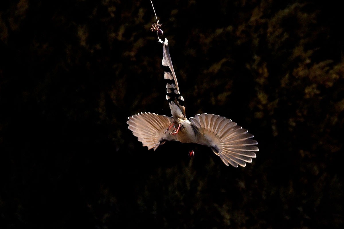 奥森抓拍——红嘴蓝鹊