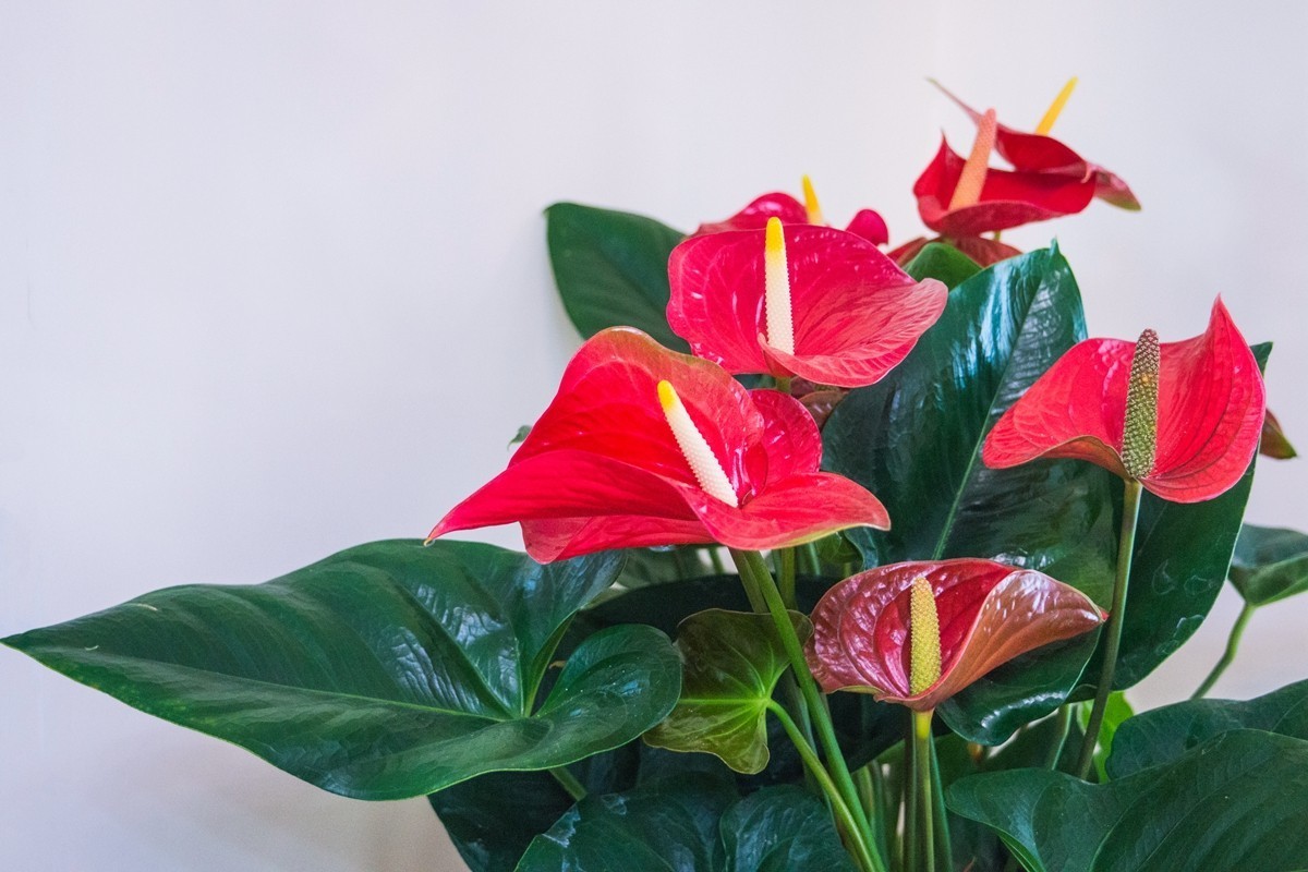 红掌为新年喝彩