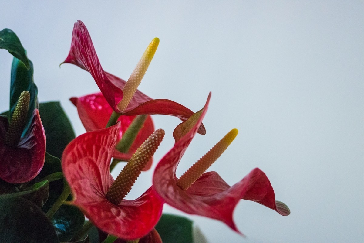 红掌为新年喝彩