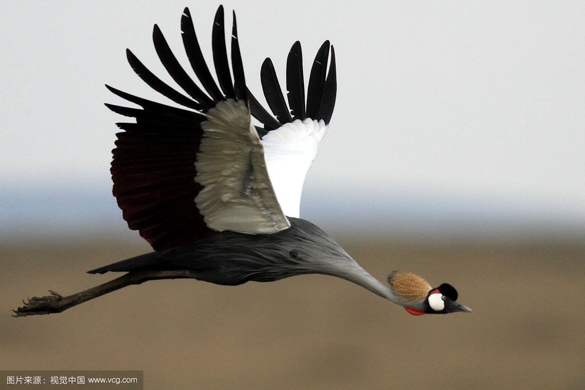 常紧随在主人周围的冠鹤