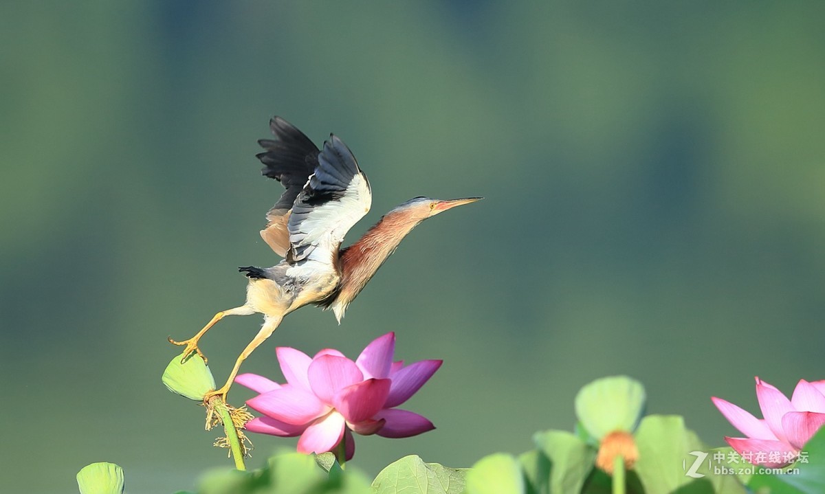 鸟儿花上行    蜻蜓空中飞