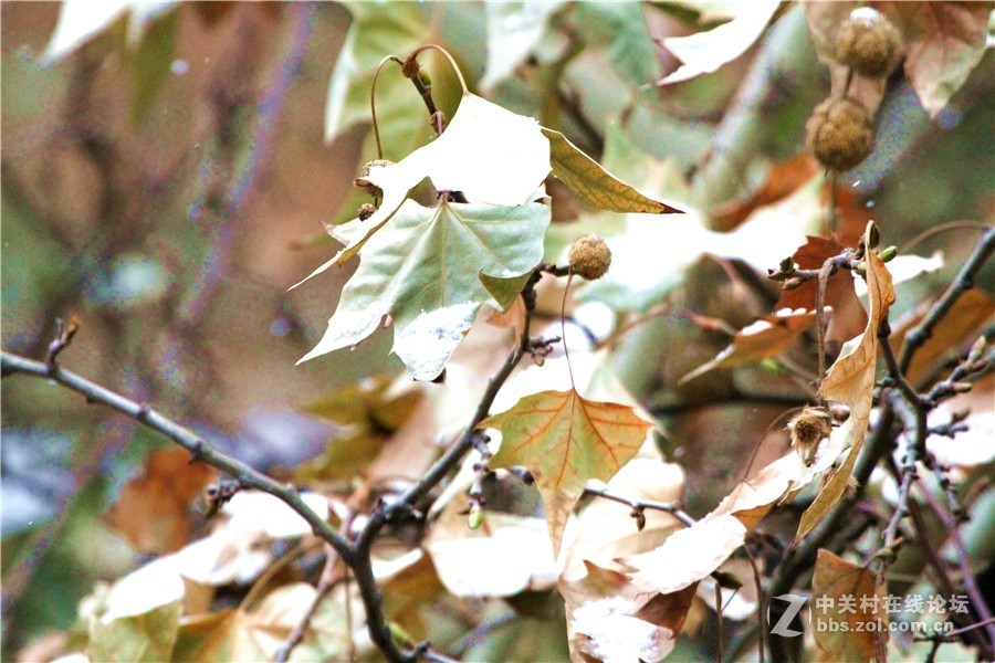 2019.1.9.洛阳印象