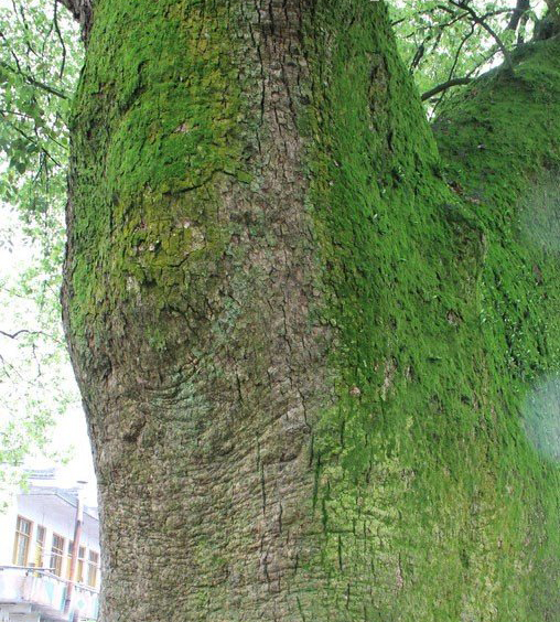 PS合成练习（千年树妖）