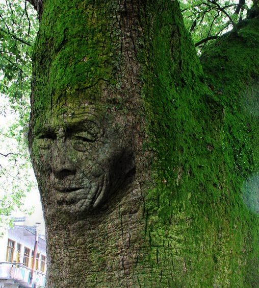 PS合成练习（千年树妖）