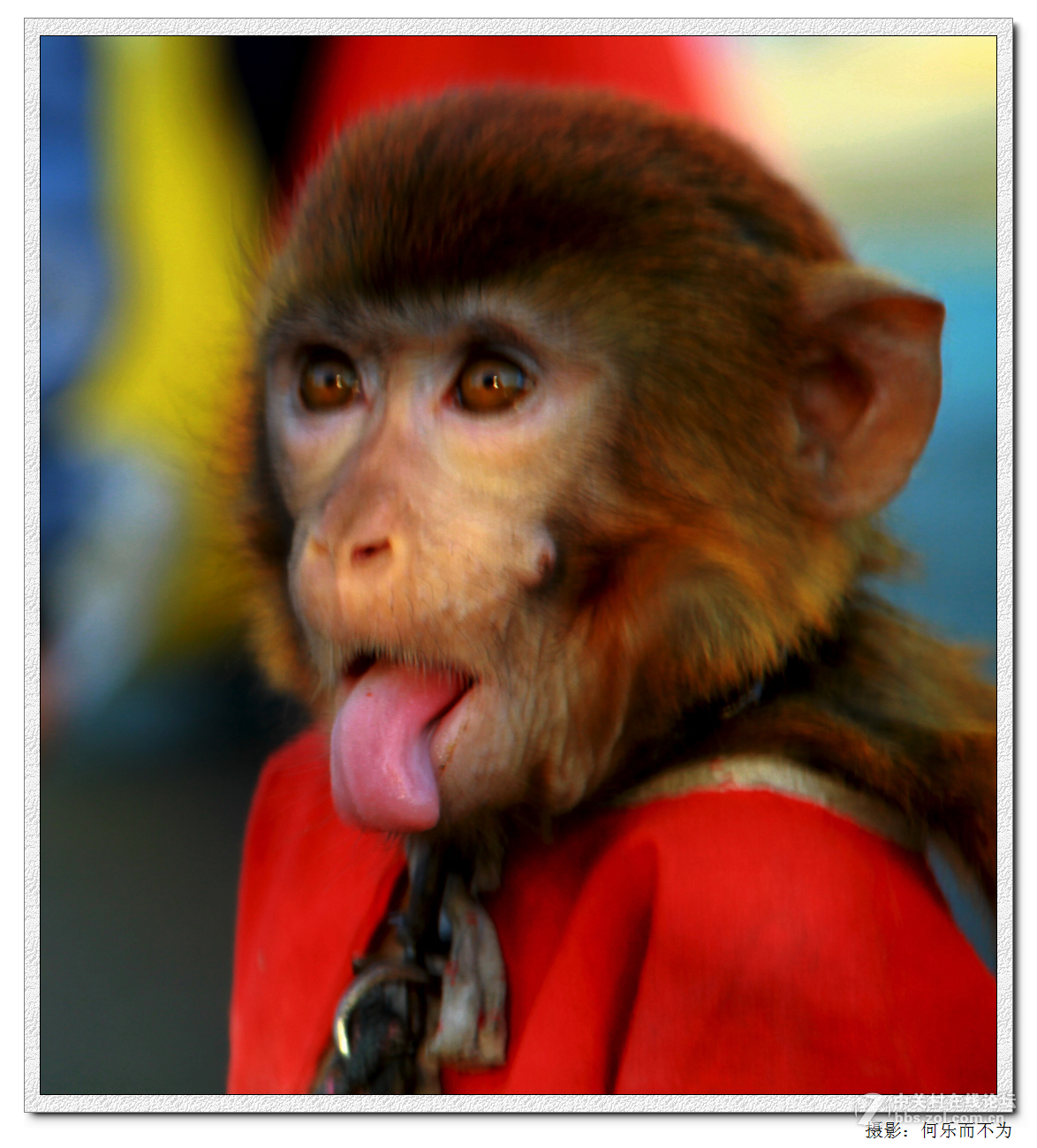 耍猴图片表情包图片