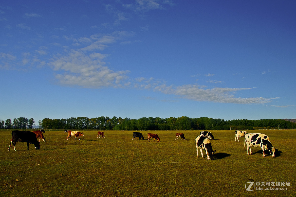 坝上行-------草原记忆