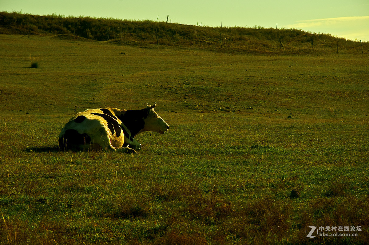 坝上行-------草原记忆