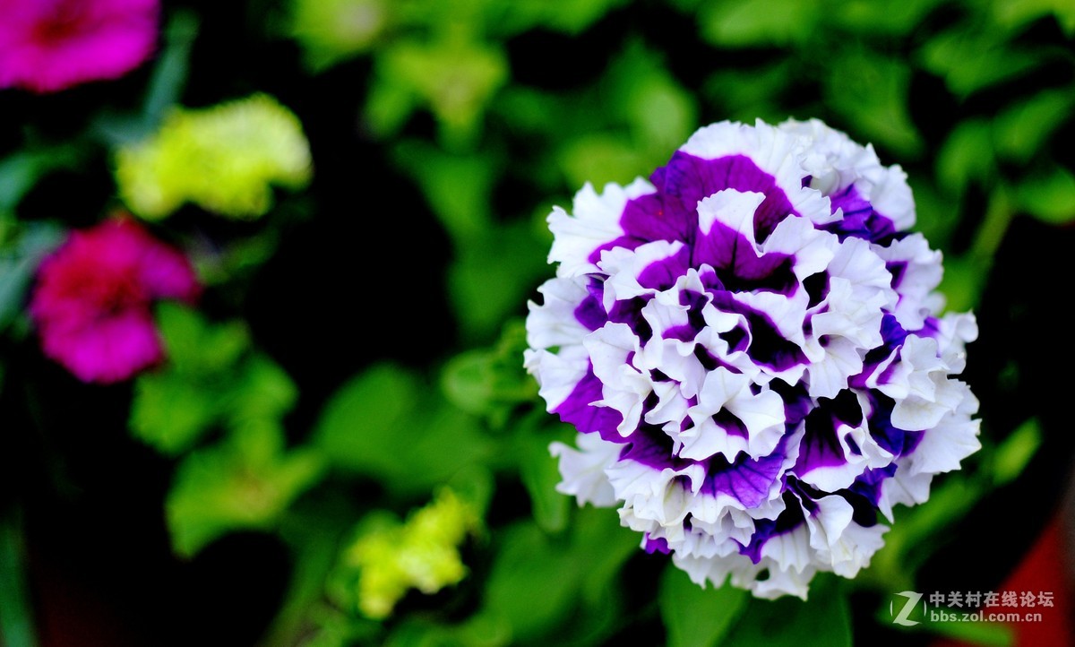 尼康花卉摄影作品，