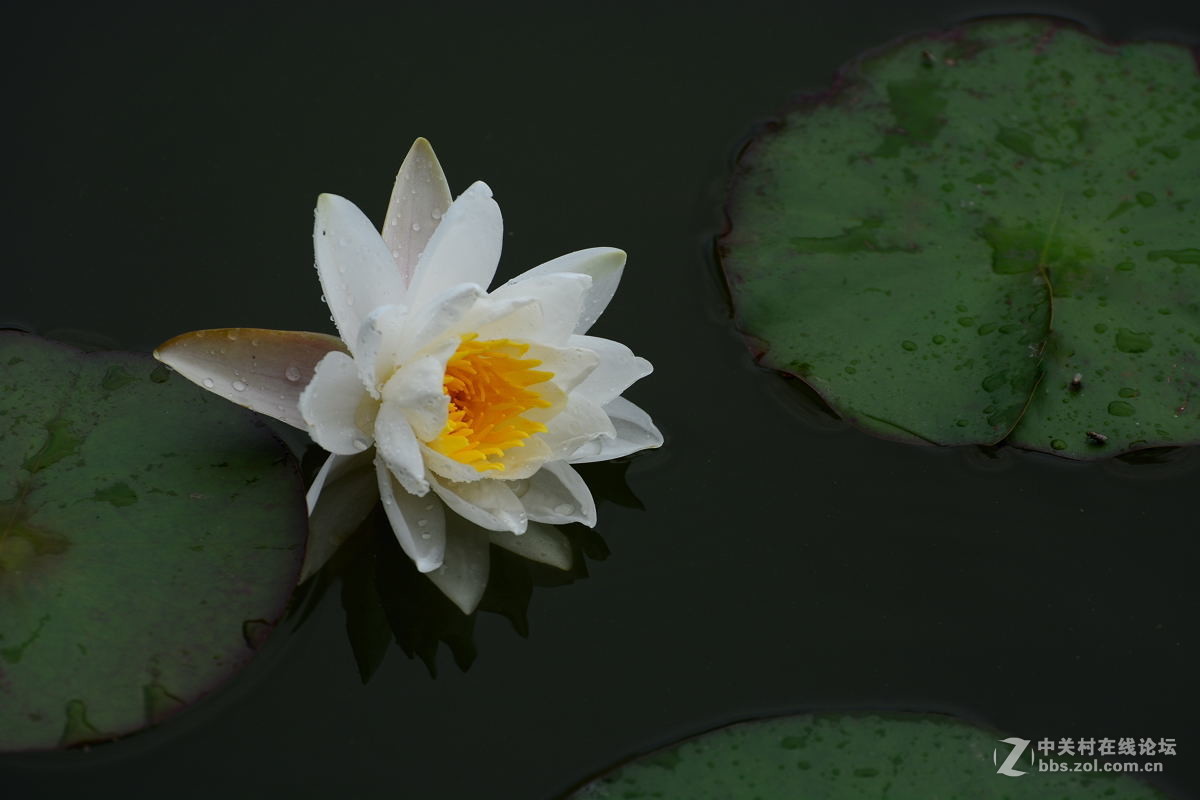 冰肌玉骨白色睡莲