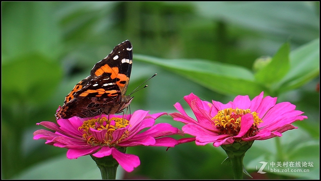 #版主坐堂# 【南京星空(中国)】2016年7月部分优秀作品欣赏