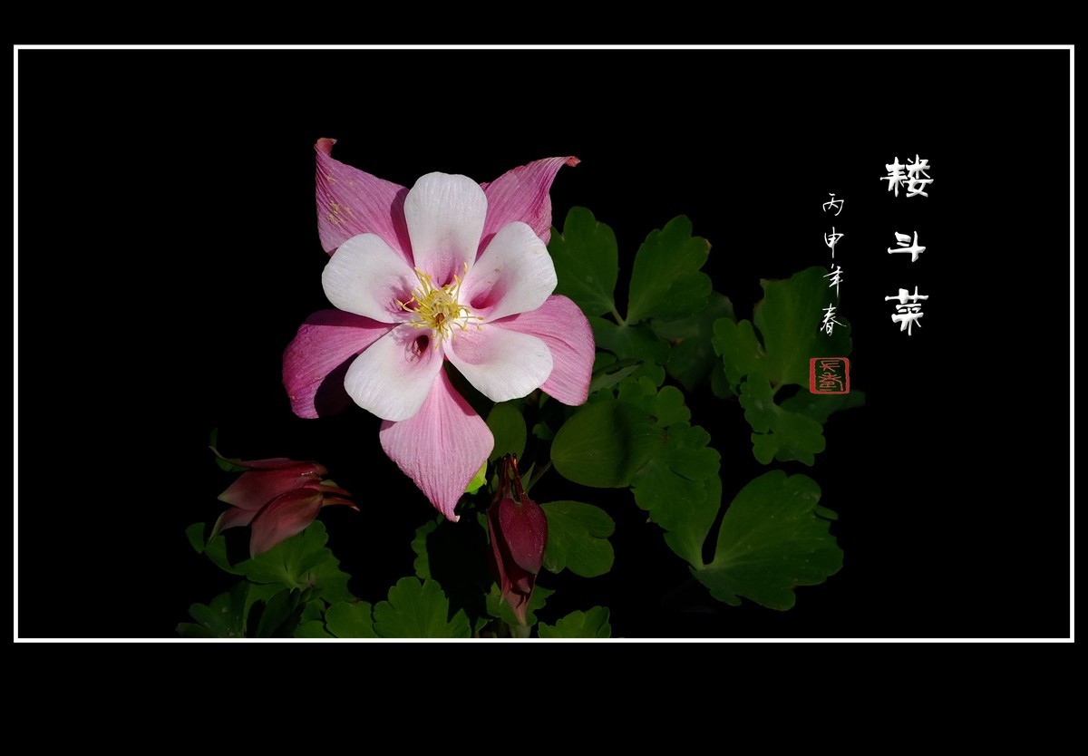 #版主坐堂# 【南京星空(中国)】2016年7月部分优秀作品欣赏