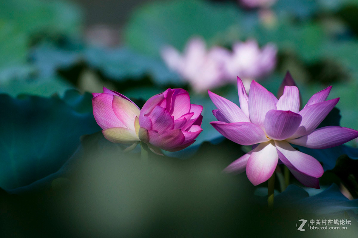 #版主坐堂# 【南京星空(中国)】2016年7月部分优秀作品欣赏