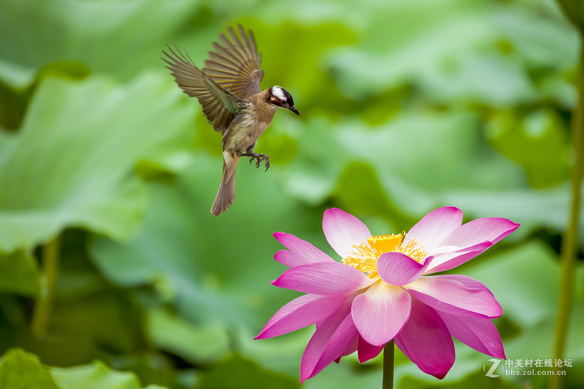 #版主坐堂# 【南京星空(中国)】2016年7月部分优秀作品欣赏