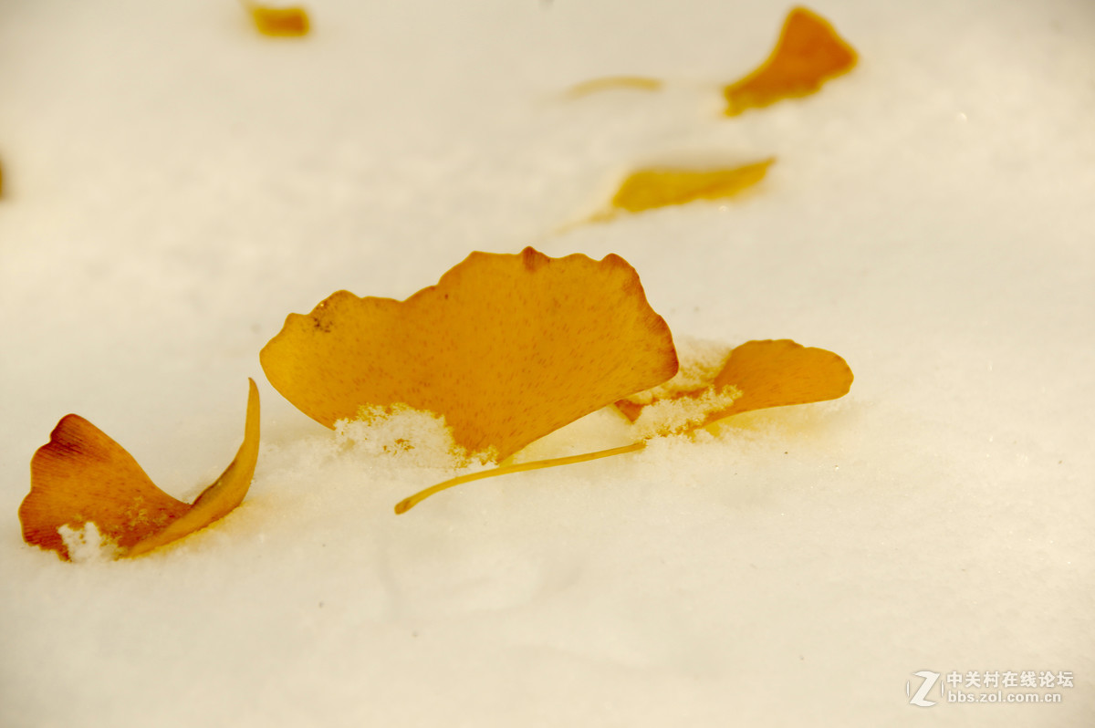 白皑皑一点黄色