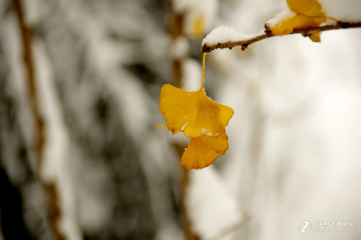 白皑皑一点黄色