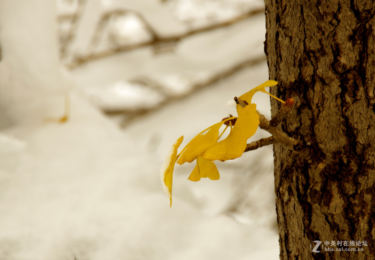 白皑皑一点黄色