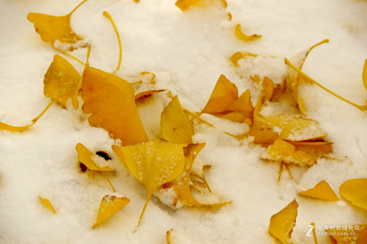 白皑皑一点黄色