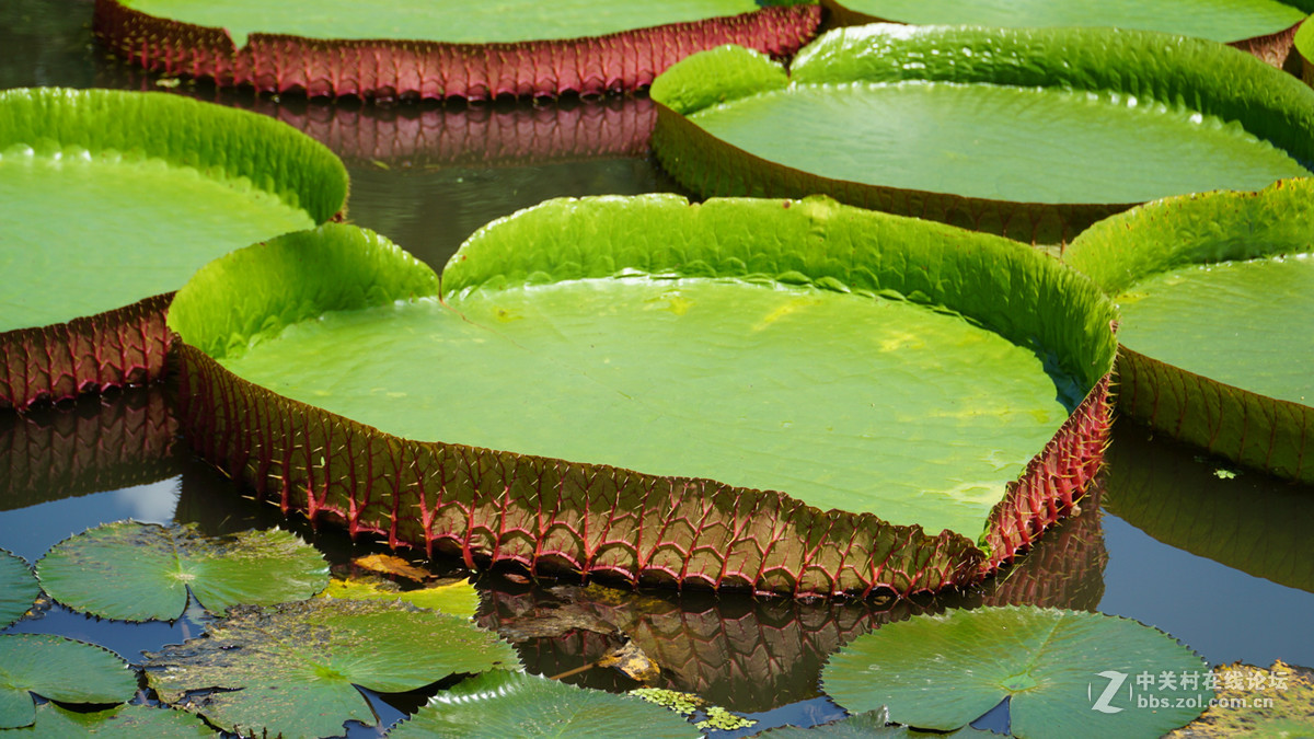 西双版纳勐腊植物园的王莲