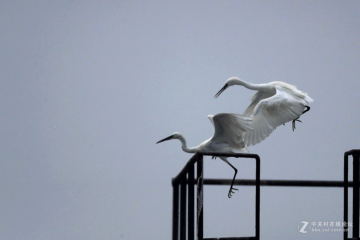 黄河口湿地 拍摄的一组白鹭