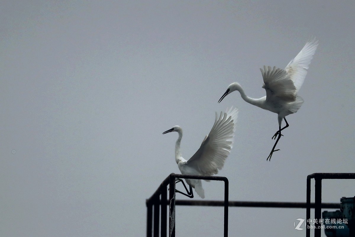 黄河口湿地 拍摄的一组白鹭