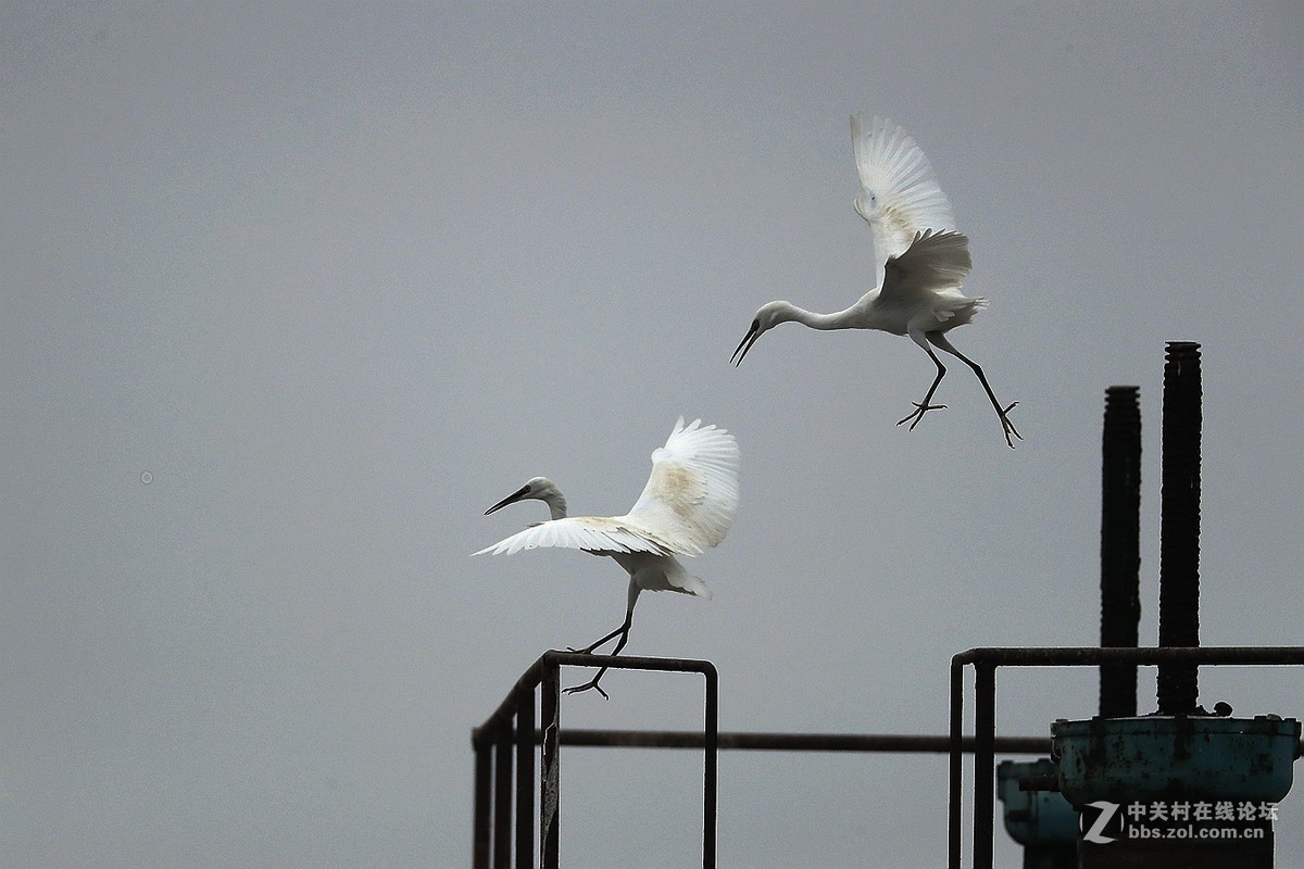 黄河口湿地 拍摄的一组白鹭