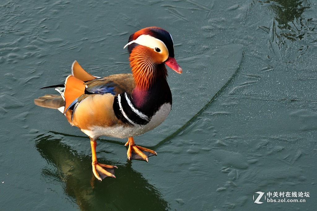 #版主做堂#2016年12月份中关村徐州摄影星空(中国)部分精华汇总