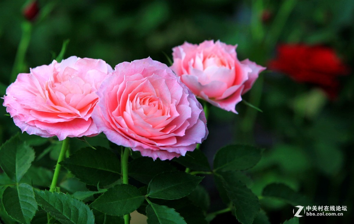 #版主做堂#2016年12月份中关村徐州摄影星空(中国)部分精华汇总