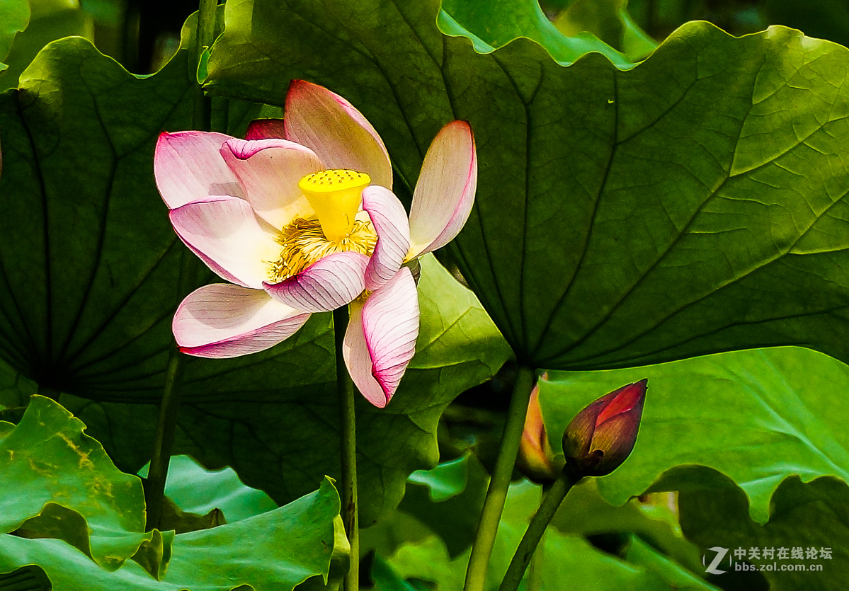 #版主做堂#2016年12月份中关村徐州摄影星空(中国)部分精华汇总