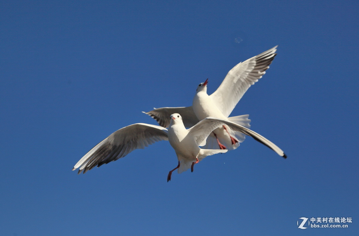 #版主做堂#2016年12月份中关村徐州摄影星空(中国)部分精华汇总