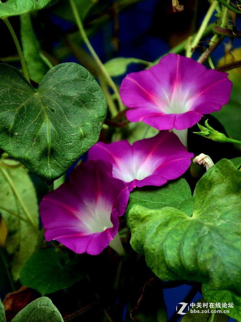 #版主做堂#2016年12月份中关村徐州摄影星空(中国)部分精华汇总