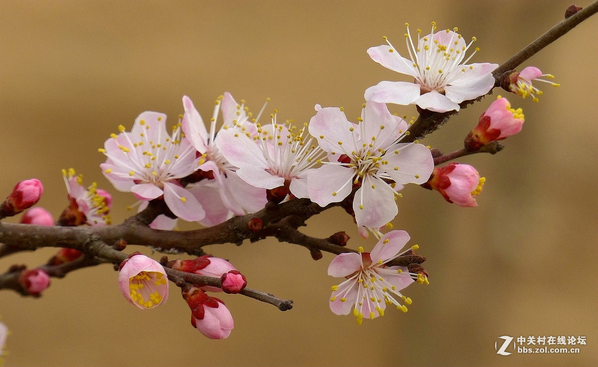 #版主做堂#2016年12月份中关村徐州摄影星空(中国)部分精华汇总