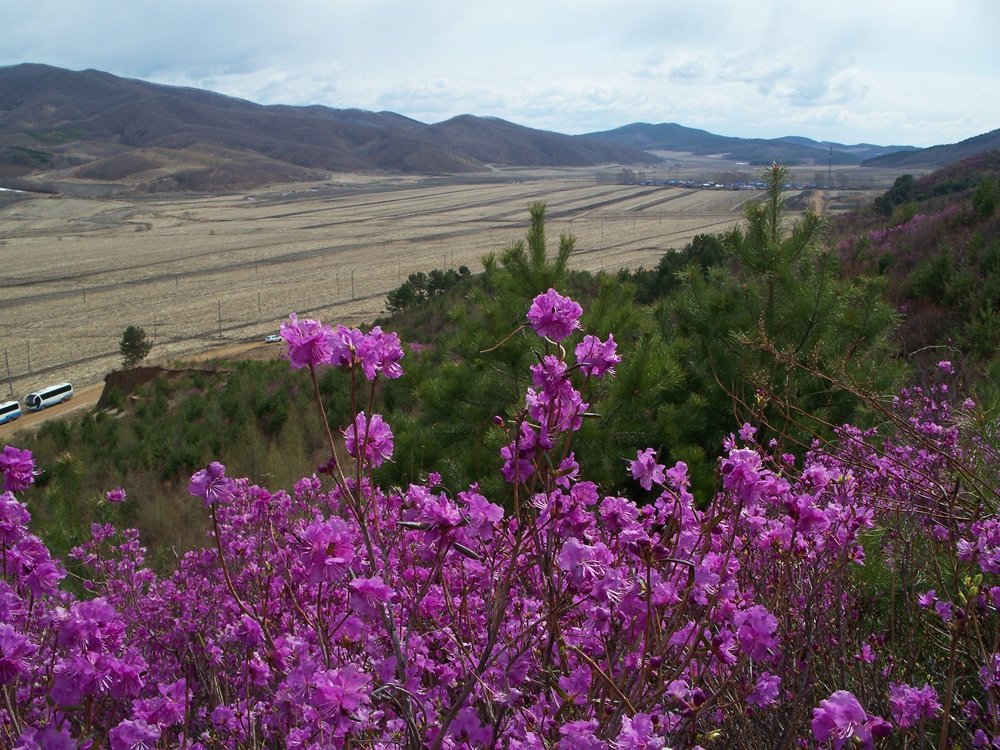 漫山遍野金达莱
