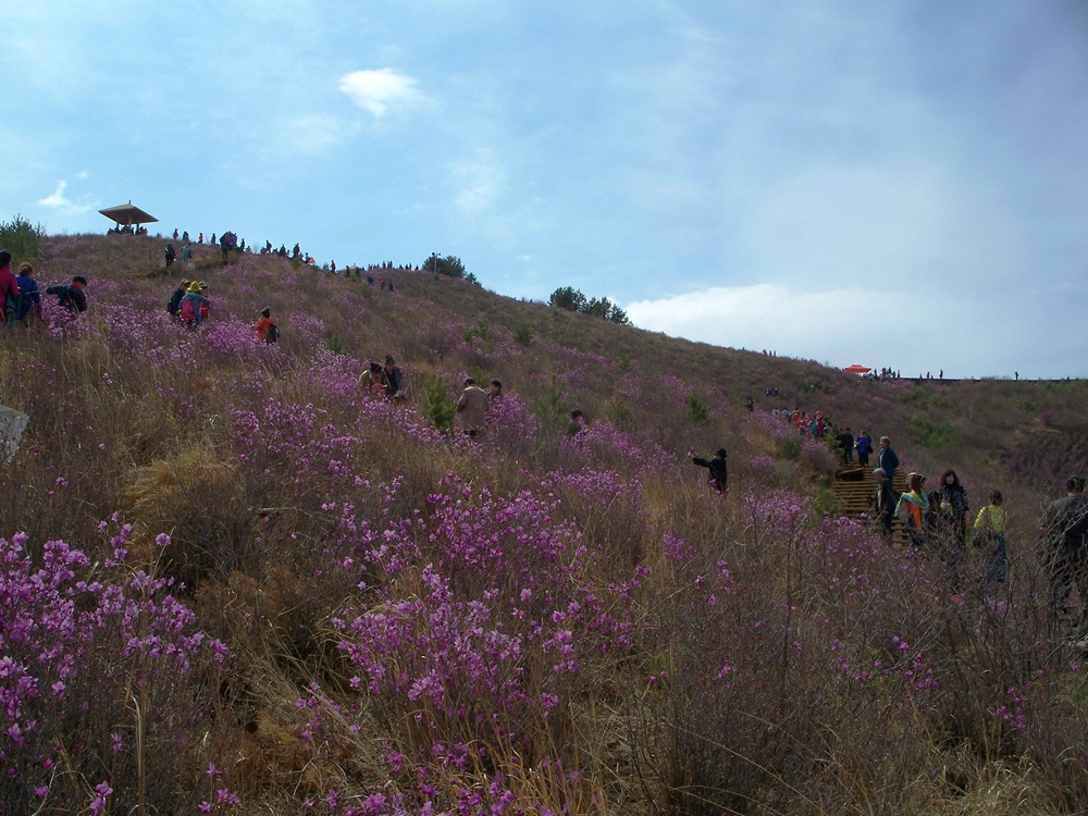 漫山遍野金达莱