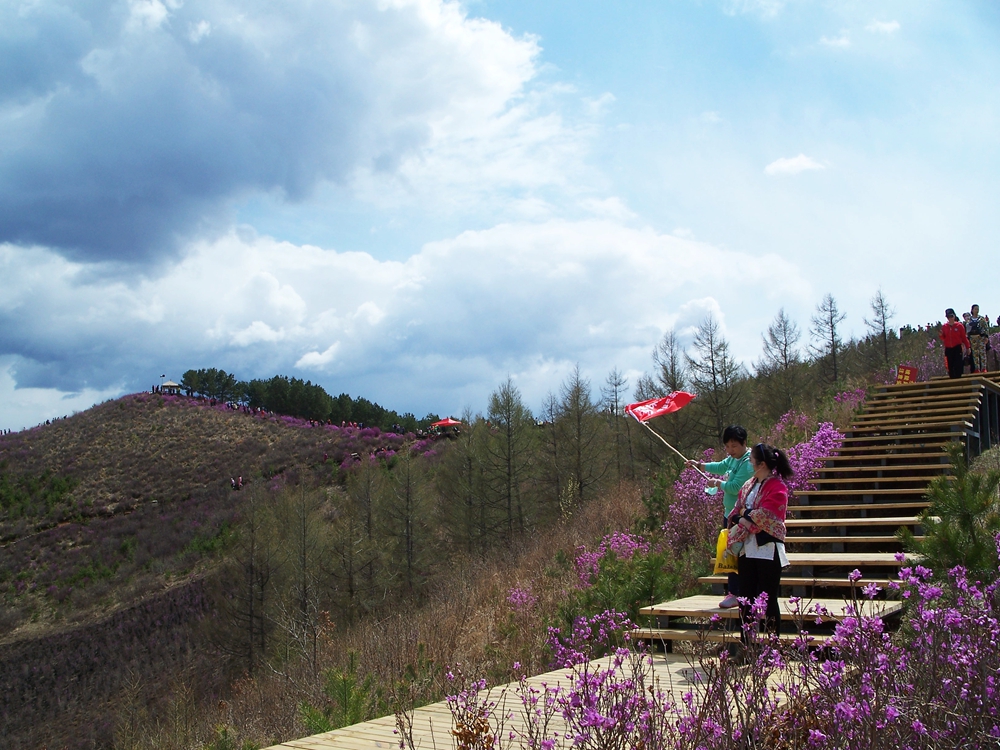 漫山遍野金达莱