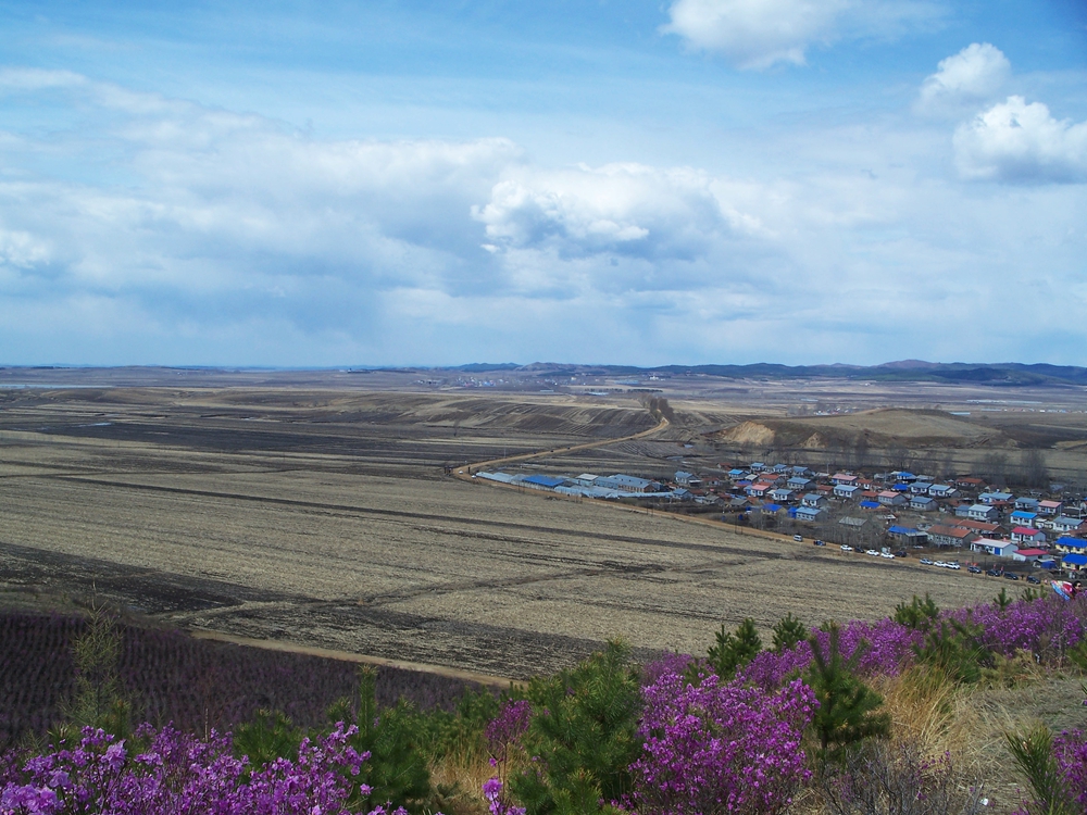 漫山遍野金达莱