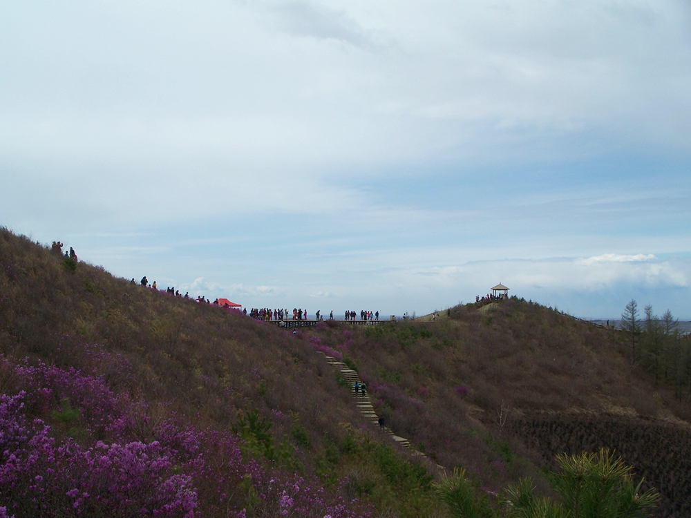 漫山遍野金达莱