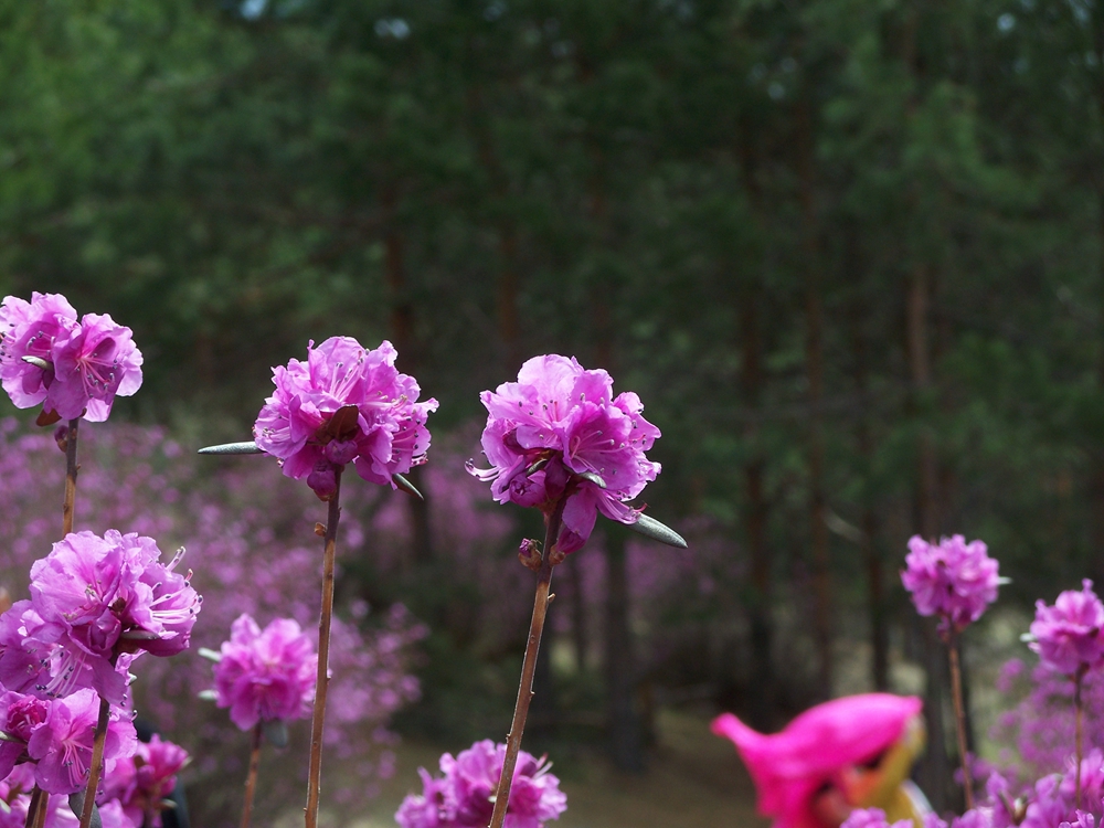漫山遍野金达莱