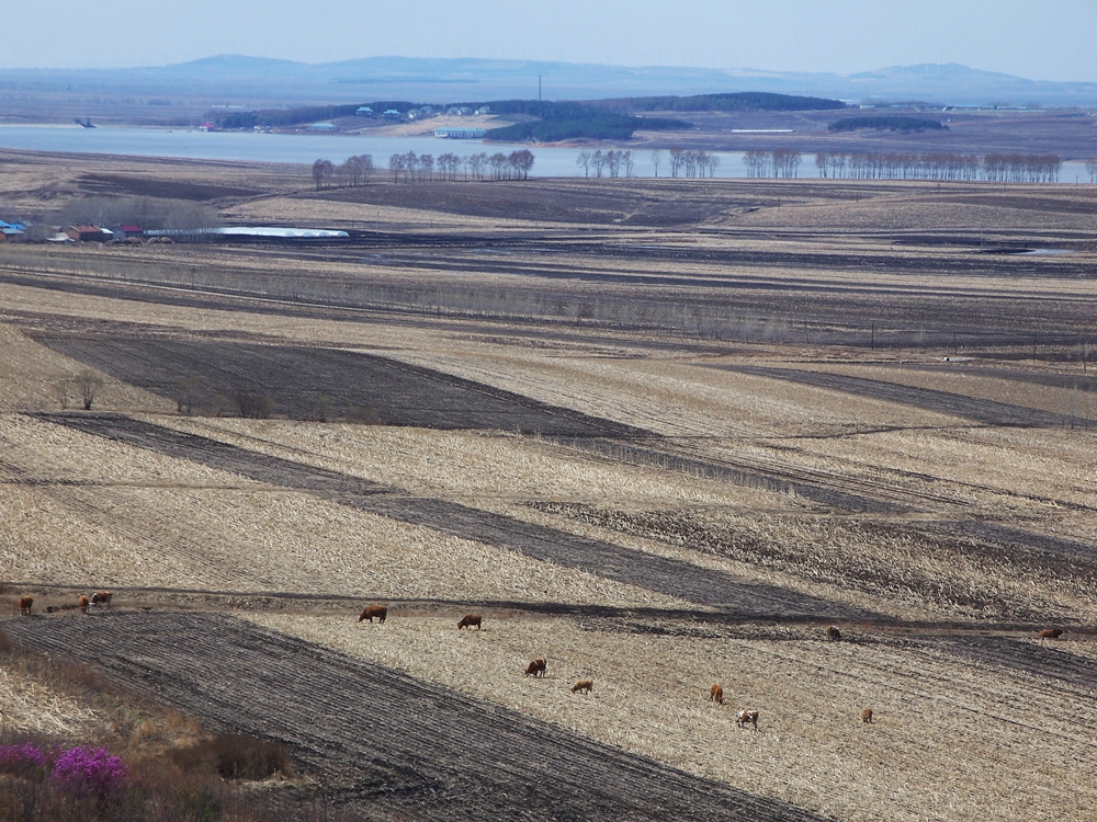 漫山遍野金达莱